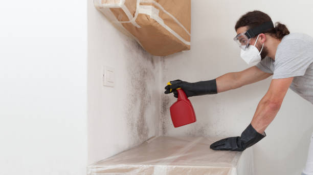 Professional Black Mold Remediation technician working in New Hyde Park, NY