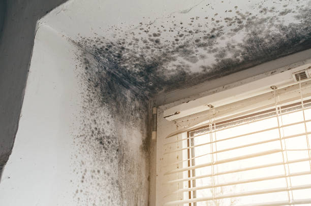 Affordable Black Mold Remediation solutions in New Hyde Park, NY
